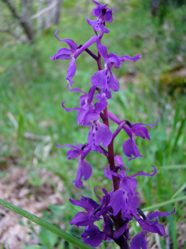 Orchis da determinare